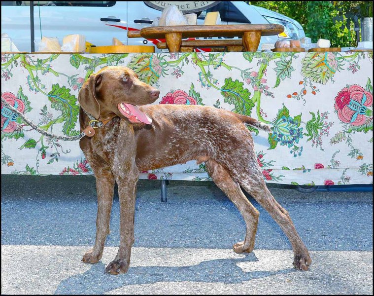 Apollo. Kennel Founding Sire, Spitting Look-Alike.