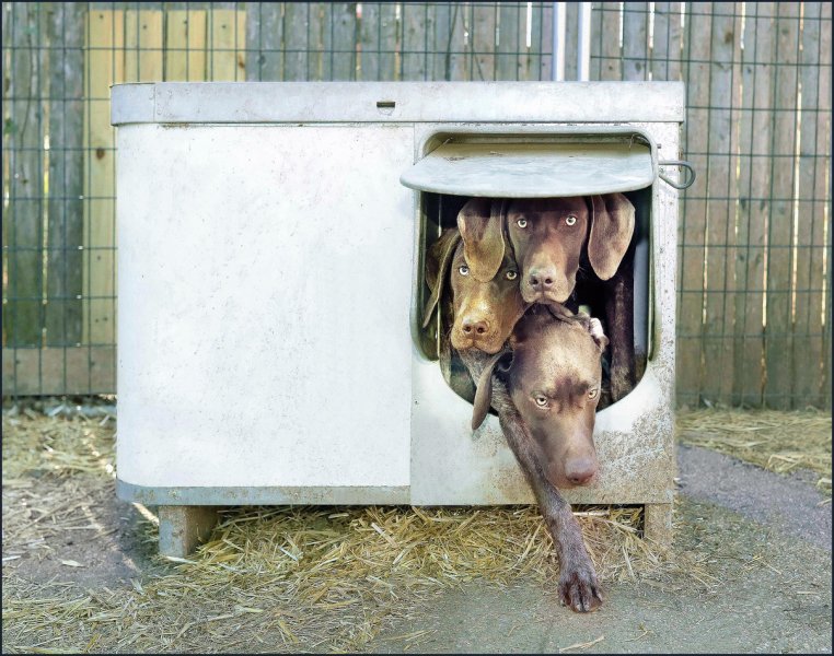 "Two is company, three's a crowd."
http://www.enfieldgermanshorthairs.org/nice-pad.html#.Wx6cmS-ZO3A