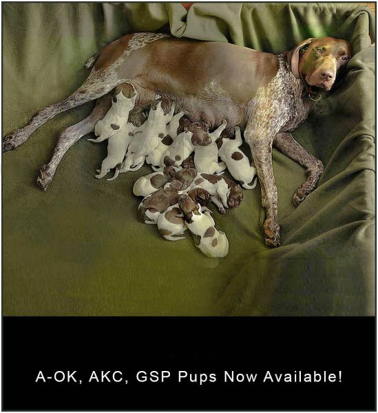 "Unspoken For Legendary, GSP Pups!"