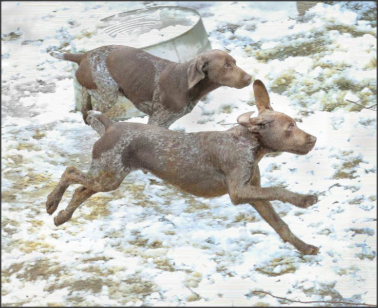 Flyin' Bird Dogs