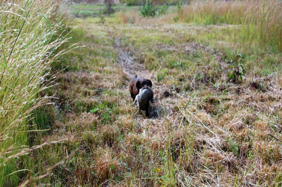 Jake in the field after retrieving a pheasant his owner shot.