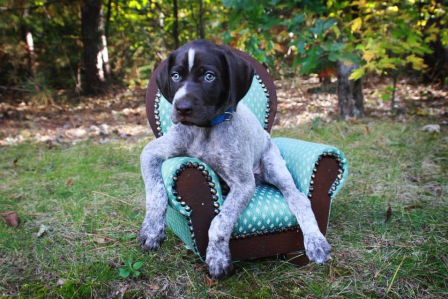 Mr. First Born, Ryker-- later named Bo by his new family.