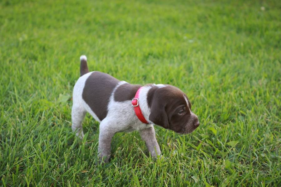 Tazer (Red) at 7 weeks from their first litter