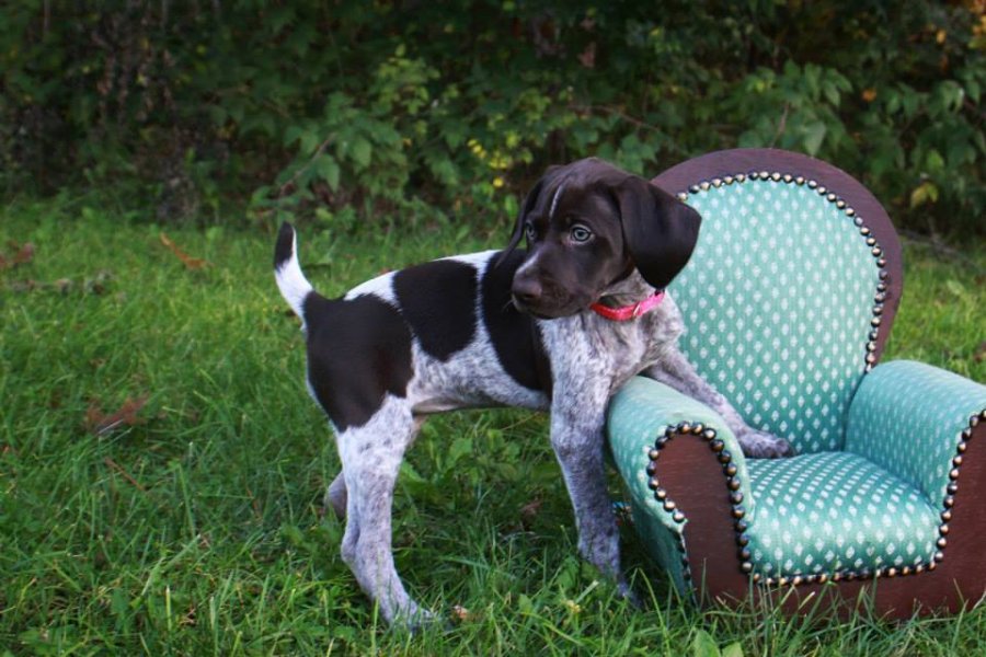 Aspen Leaf Callin' the Shots 'Moxie' (the pup from their first litter that we kept-- she's 7 weeks here)