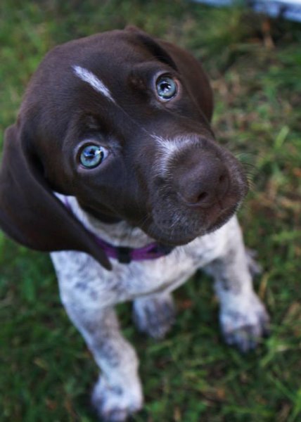 Clover @ 7 weeks