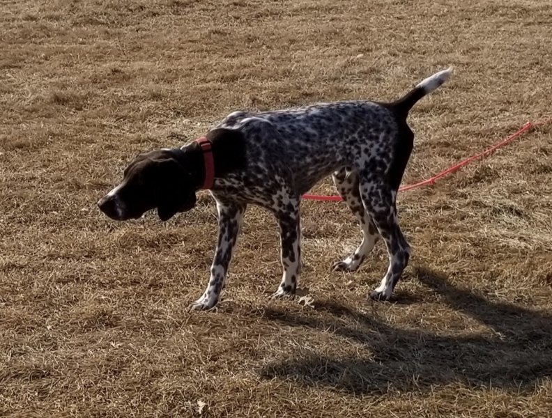 6 month old Breaker at Bird Camp