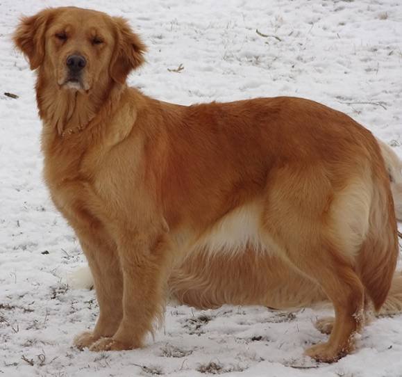 Bear Foot Kennel | Hunting Dog Breeders