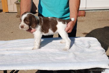 spinone italiano puppies for sale boe dogs spinone italiano puppies for sale breeders spinone italiano puppies for sale boe dogs spinone italiano puppies for sale breeders