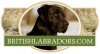 BritishLabradors.com logo