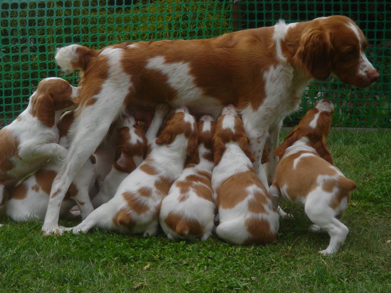 Browns Point Brittany's Hunting Dog Breeders