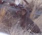 Chocolate Clan Labrador Retrievers logo