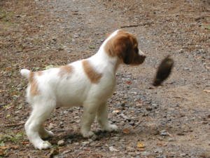 Derby in training