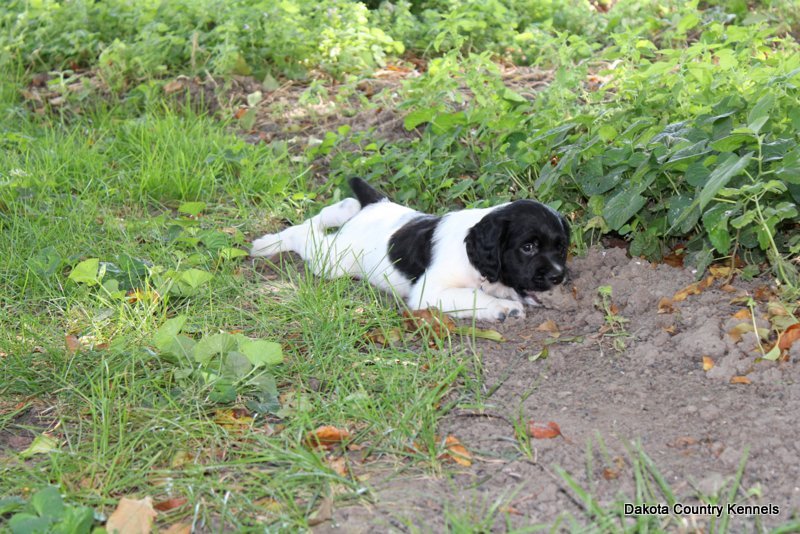 Male - Black/White - Makki