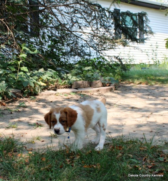 Male- Orange/White - Napp