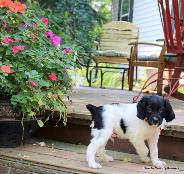 Male- Black/White - Chipper