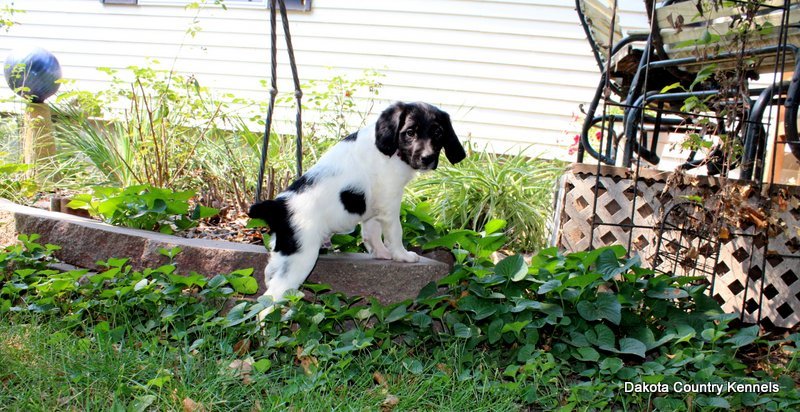 Male - Black/White - Chipper
