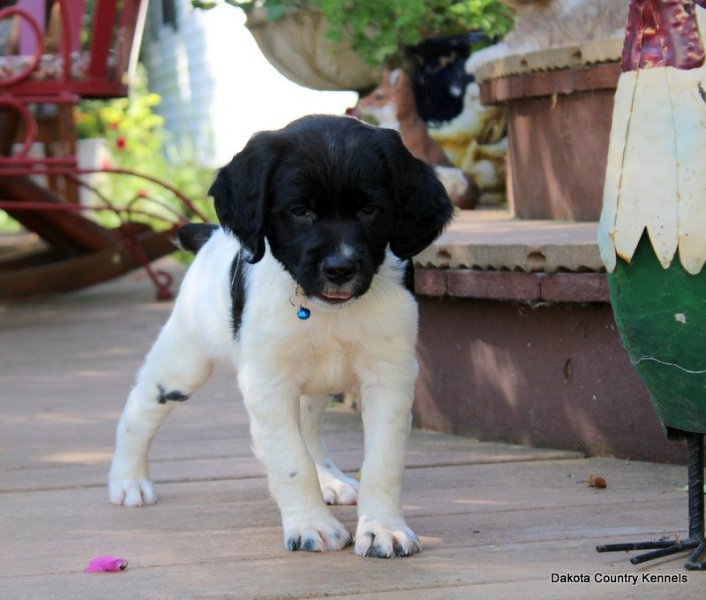 Male - Black/White - Makki
