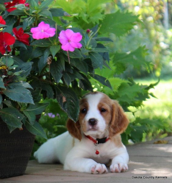 Female - Orange/White - Shanny