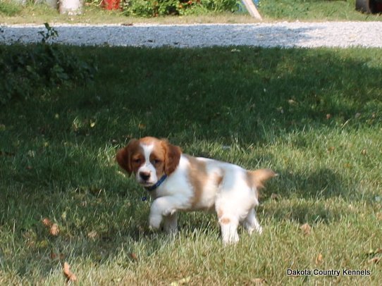 Male- Orange/White - Napp