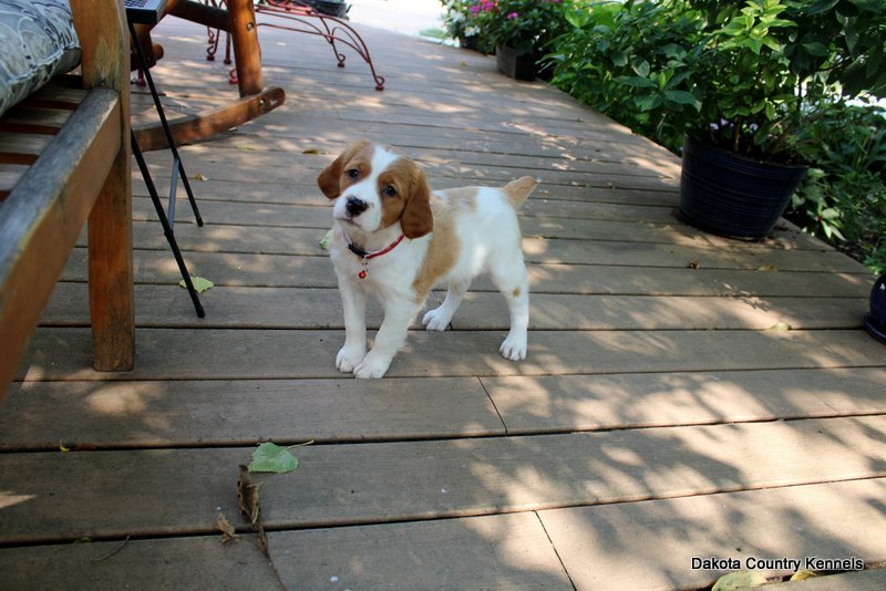 Male -  Orange/White - Tonka