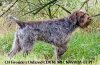 Dakotah Wirehaired Pointing Griffons logo