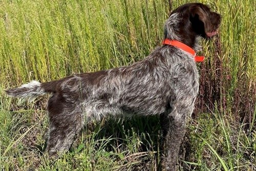 "GUS" ON POINT HER HAS PRODUCED 3 NAVHDA NA BREEDER'S AWARD LITTERS 