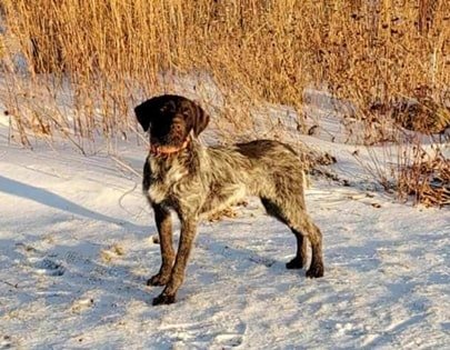 Sire is Stoneyridge Locked and Loaded.  "GUS"