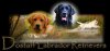 Dostaff Labrador Retrievers logo