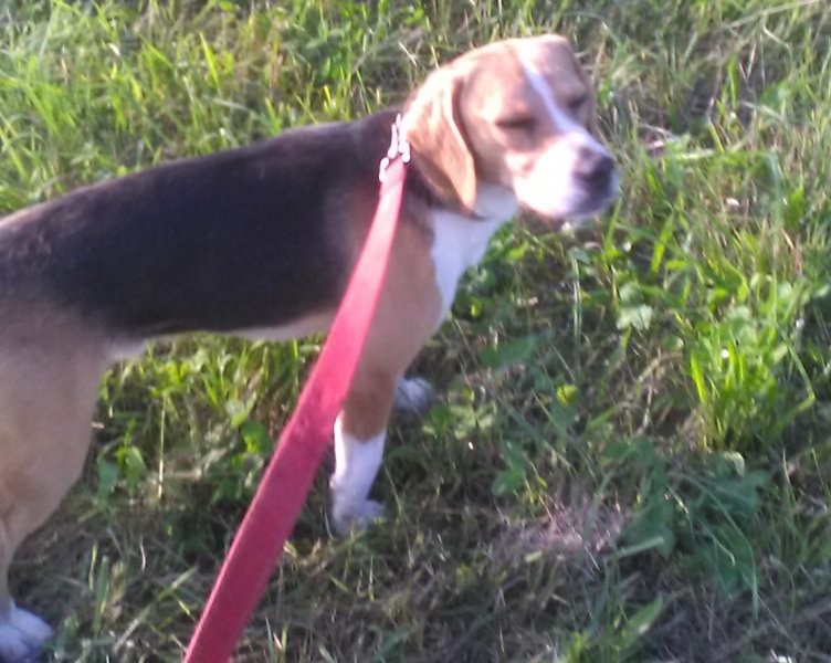 Double Trouble Beagles UKC registable Beagle pups Hunting Dog Breeders