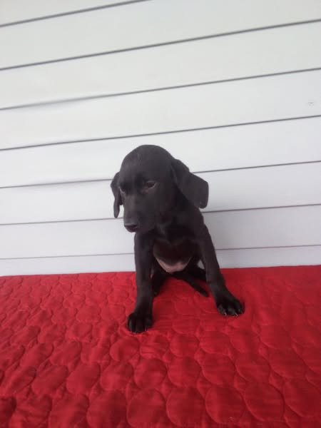 Black female