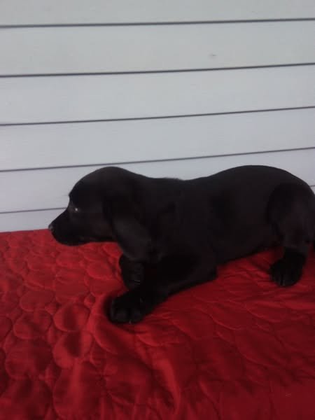 Black female