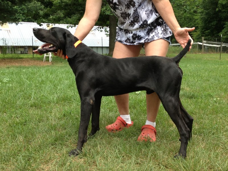 Drehbar Weimaraners | Hunting Dog Breeders