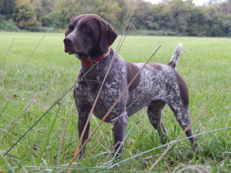 Fieldmaster's Opus The Hunting Dog