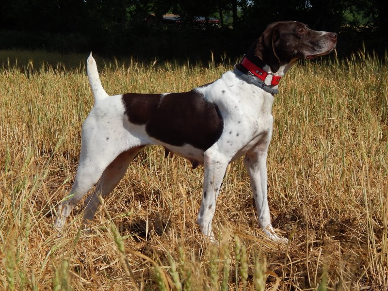 FC/AFC Fieldmaster's Blackacre Annie