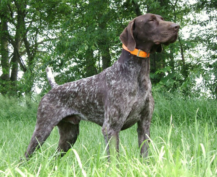 CH. Fieldmaster's Nothing But Trouble "Boogie"