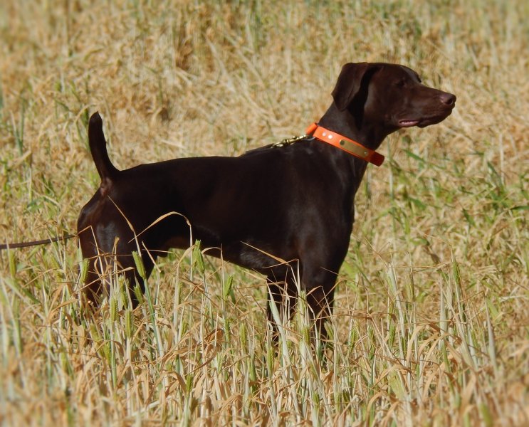 Fieldmaster's Winston