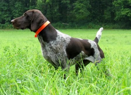 Dual CH / 2 x NSTRA CH Fieldmaster's Dark Knight Of Trouble "Dutch"