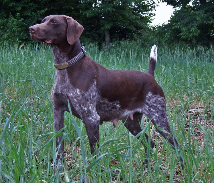 Fieldmaster's Rise and Shine Shay  (Field pointed ) 
