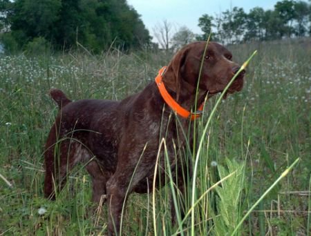 NSTRA AMT. CH. Grounds For Divorce "Sadie"