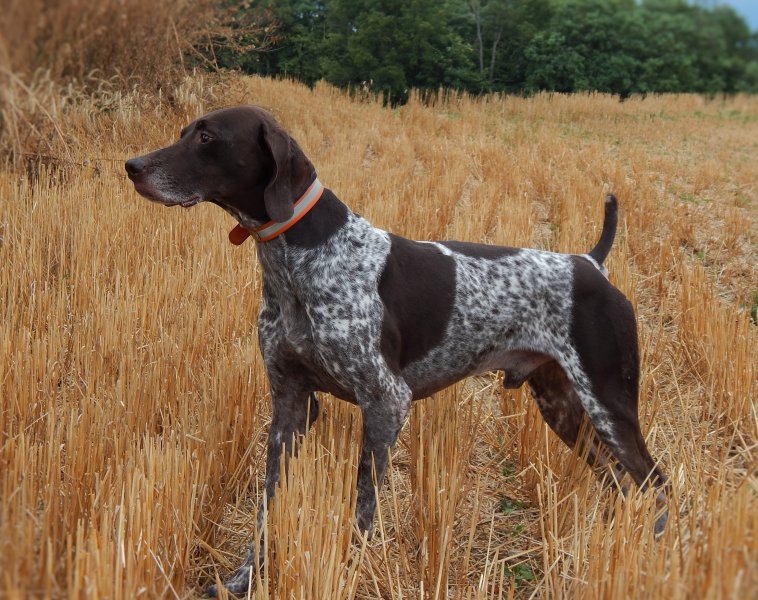 Fieldmaster's Koba Von Evolution
