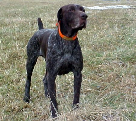 CH. Virginia's Upland Gentleman