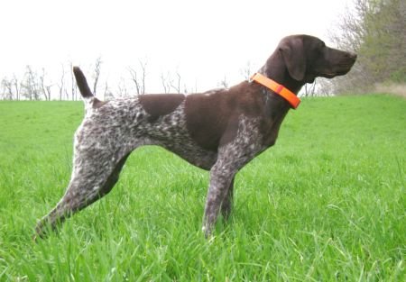 Fieldmaster's Looking For Trouble II MH / UTI