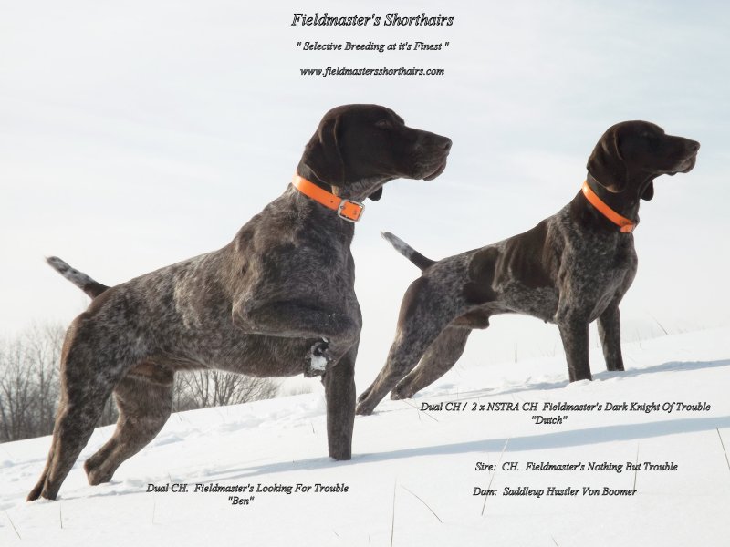 Dual Champion Ben & Dutch (Littermates)