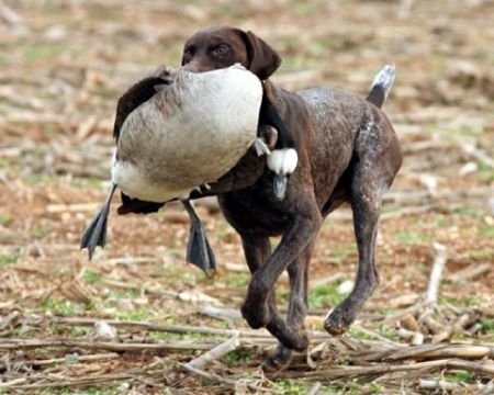 Fieldmaster's Cut To The Chase