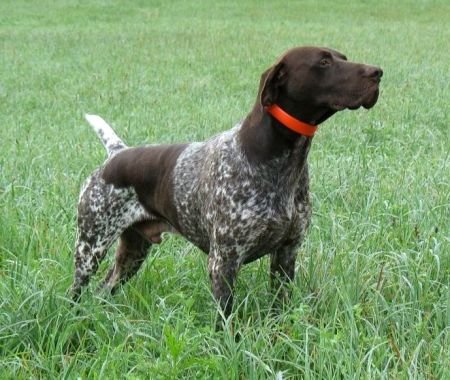NSTRA Amt. CH Fieldmaster's Maximumpoint