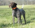 Dual Champion Fieldmaster's Looking For Trouble "Ben"