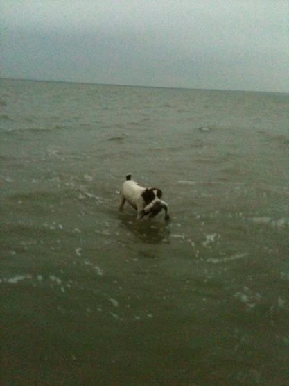 One of our Brittanys that lives on the King Ranch retrieving a pintail. 