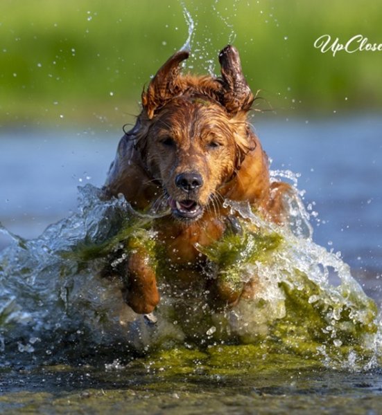  Gold Eagle's Sand Blaster CD MH WCX Triathlon winner