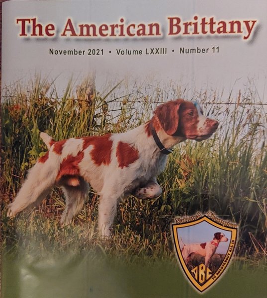 Kaylee's sire 2 x National Gun Dog Champion and Dual Champion Hope's Chief Of Crosscreek aka Chief