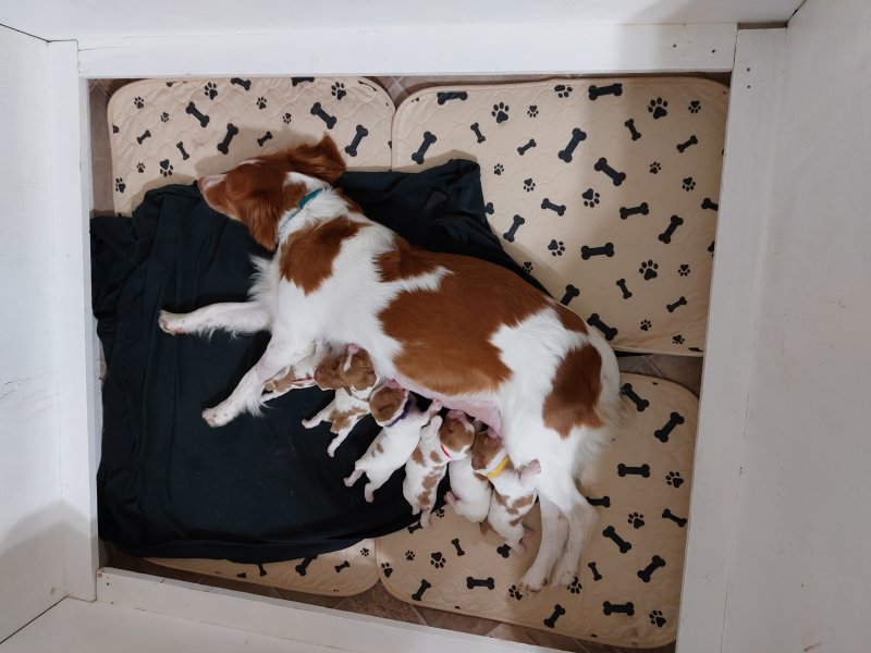 Kaylee and Blitz pups, 4 boys, 2 girls. Born April 29th